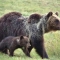 Orsa Amarena: uccisa l'orsa simbolo d'Abruzzo