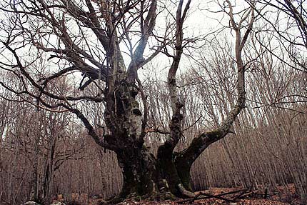 Foto-Vincitrice-faggio-del-Potone