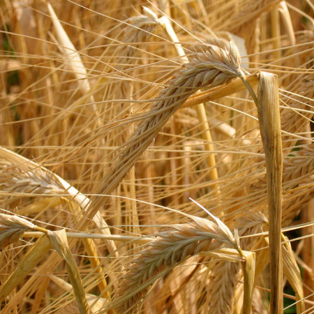 grano