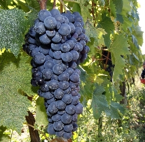 uva grappolo