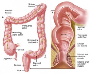 colon