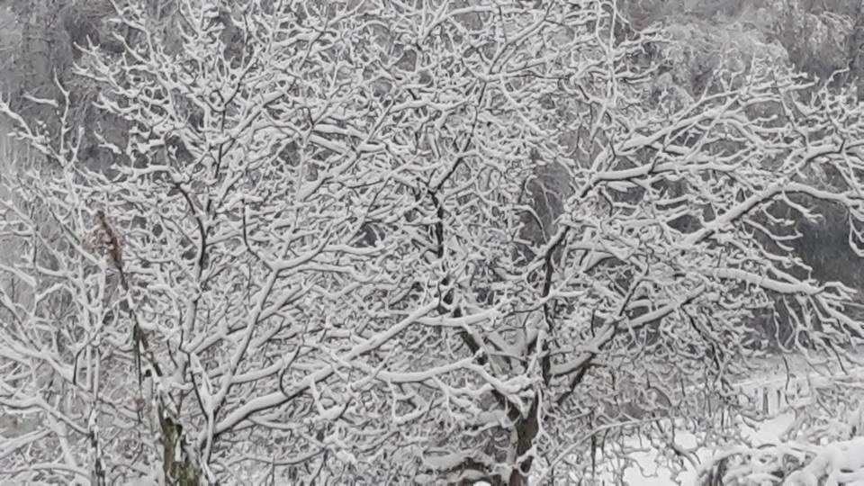 Alberi innevati