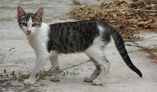 gatto_randagio