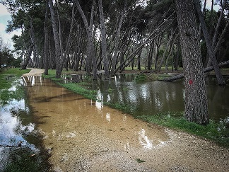 Pineta maltempo