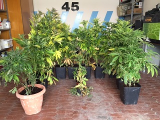 piante marjuana