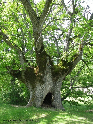quercia barete