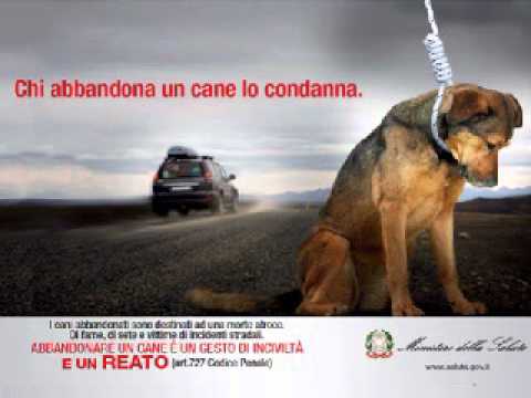 cani abbandono