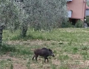 cinghiali