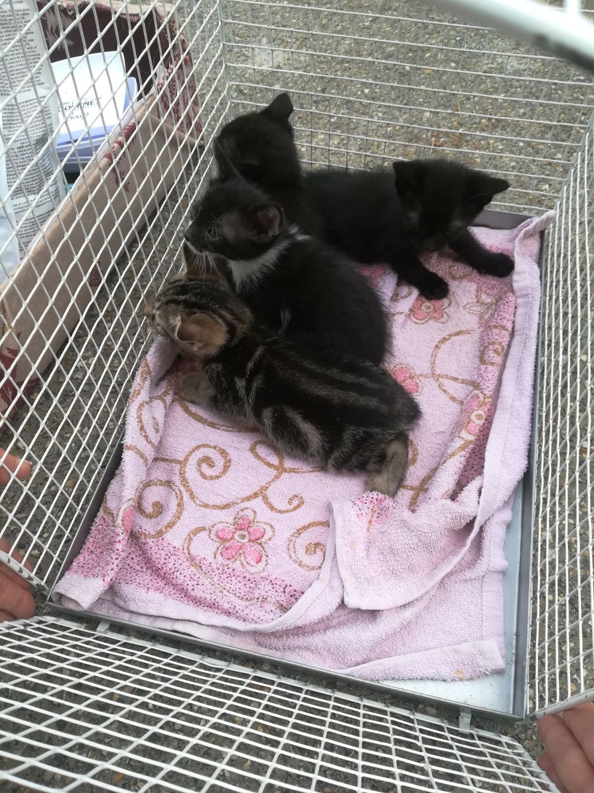 gatti