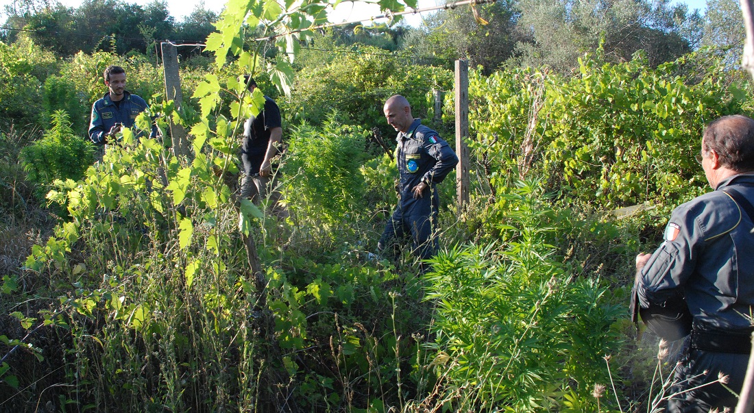 Finanza marijuana