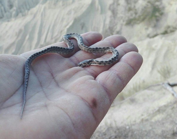 Serpente atri Coronella girondica Atri