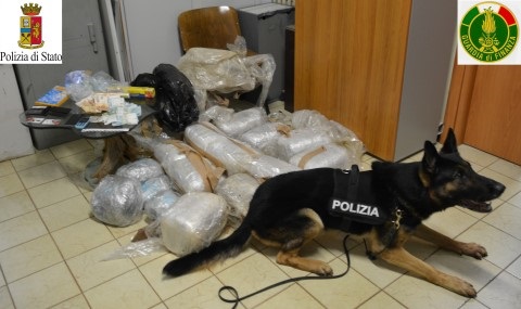 droga cane