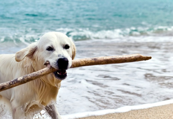 labrador retriever on the beach