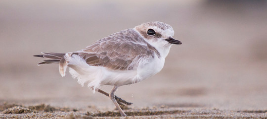 fratino