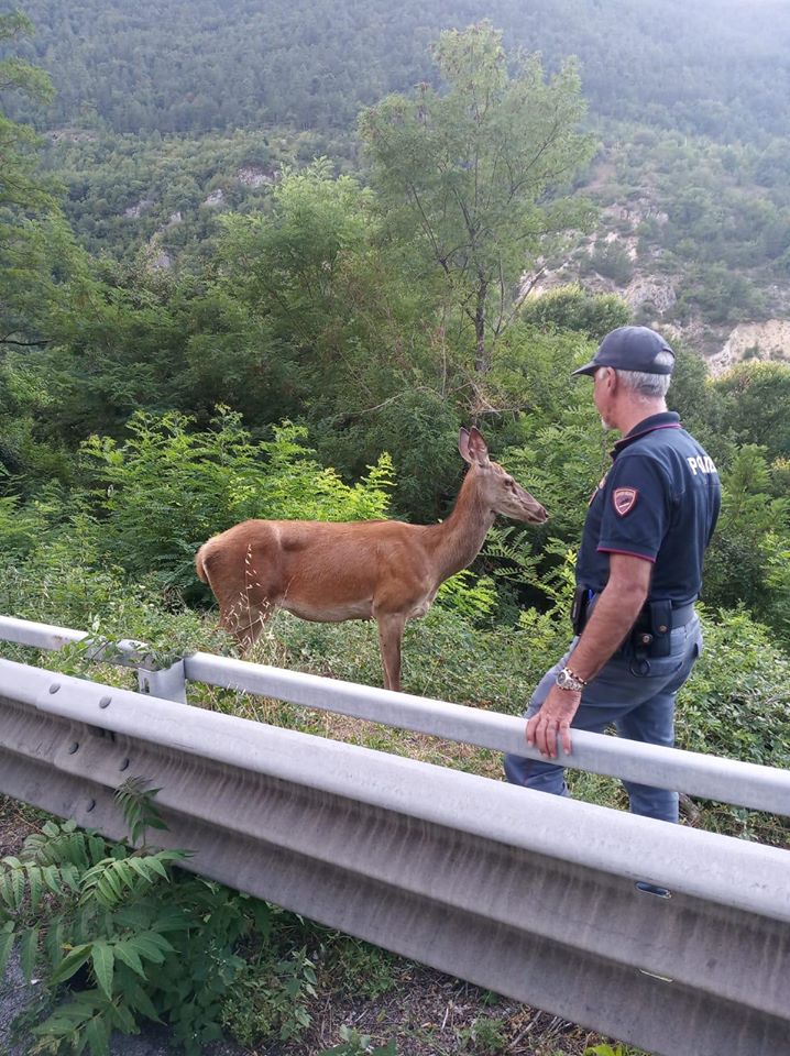 Cervo_polizia