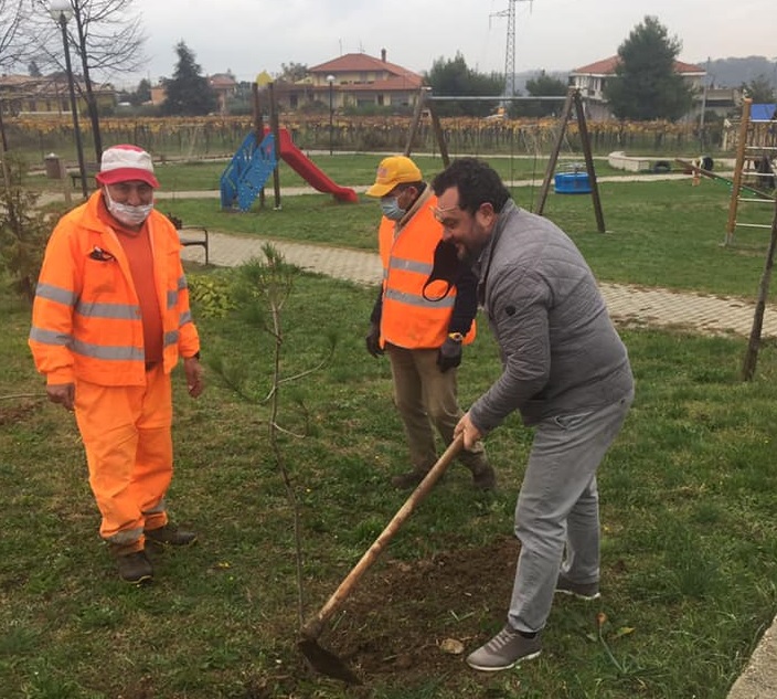 Radica_pianta_alberi