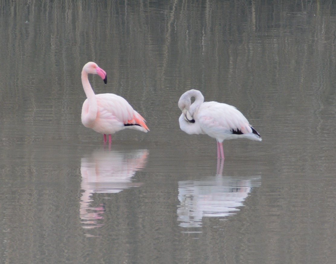 Fenicotteri-Vomano-01-Foto-Mariani