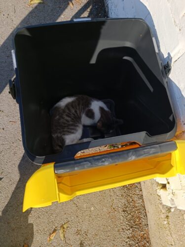 02 GATTINO FERITO ABBANDONATO