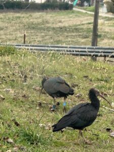 Gli ibis eremita attualmente presenti in Abruzzo