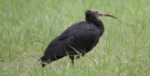 Ibis eremita di fabrizio