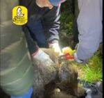 Orso liberato dal laccio