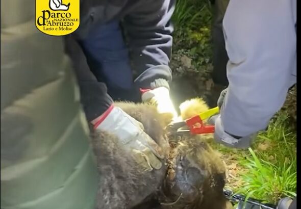 Orso liberato dal laccio
