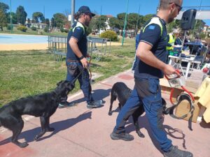 cani guida Lions