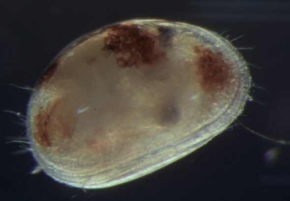 Vizcainocypria viator