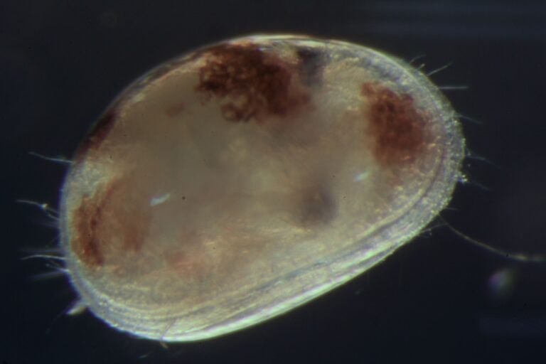 Vizcainocypria viator