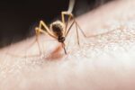West Nile virus