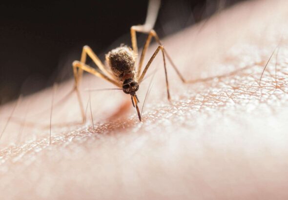 West Nile virus