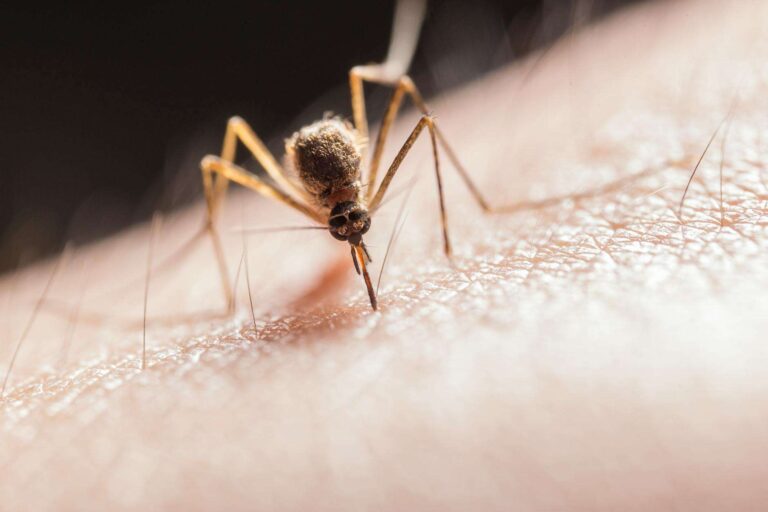 West Nile virus