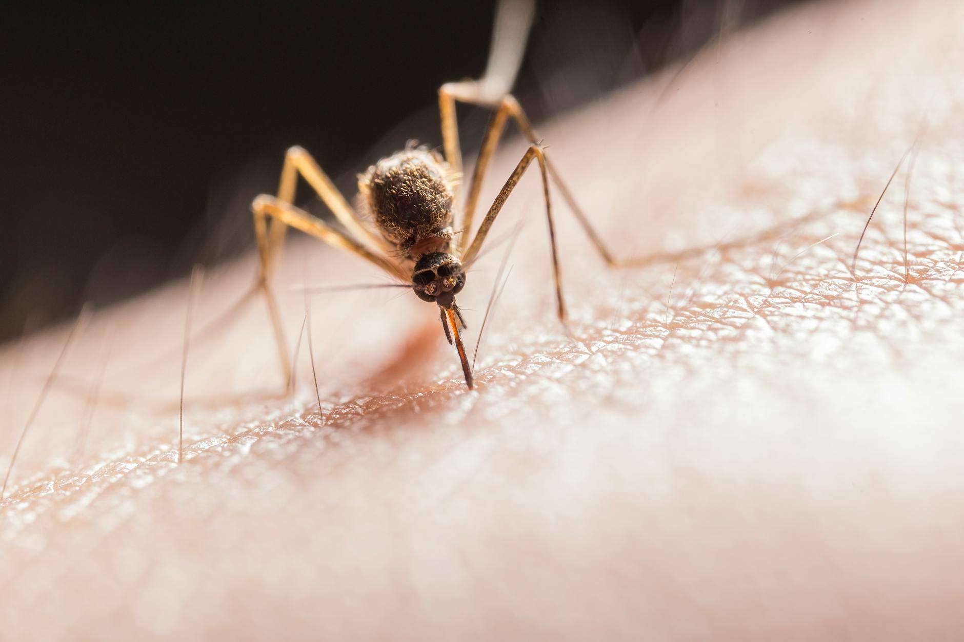 West Nile virus